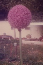 Close purple flower for sale  Mission
