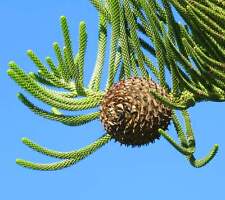 Araucaria heterophylla albero usato  Napoli