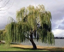 Golden weeping willow for sale  PORTSMOUTH