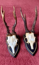 Stück rehbockgeweihe jagdtrop gebraucht kaufen  Lichtenstein