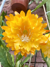 Epiphyllum yellow tang for sale  LONDON