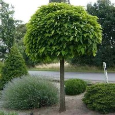 Catalpa bignonioides nana for sale  BIRMINGHAM
