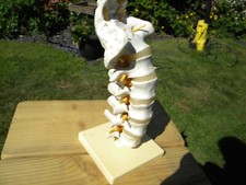 Anatomical short model for sale  SALE