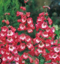 Penstemon potted plants for sale Penstemon potted plants for sale  CAMELFORD