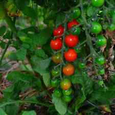 Sweetie cherry tomato for sale  Deltona