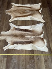 Two genuine springbok for sale  OXFORD