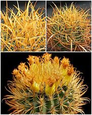 Semi ferocactus chrysacanthus usato  Nizza di Sicilia