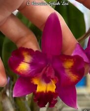 Cattleya hawaiian splash for sale  SHREWSBURY