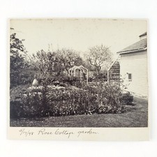 New york rose for sale  Portland