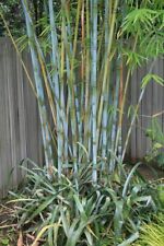 Blue timber clumping for sale  Hawthorne
