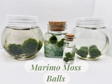 Marimo moss ball for sale  Maple Grove