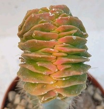 Astrophytum myriostigma crista usato  Lecce