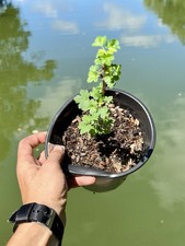 Black velvet gooseberry for sale  Lake Zurich