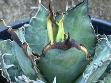 Agave blue titanota for sale  San Diego