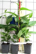 Alnus firma japanische gebraucht kaufen  Bad Bergzabern