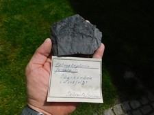 Altes etikett pflanzenfossilie gebraucht kaufen  Limbach-Oberfrohna