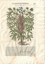 Stampa antica mattioli usato  Lecco