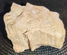 Bois fossilisé désert d'occasion  Le Mans