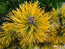 Golden dwarf mugo for sale  Vancouver