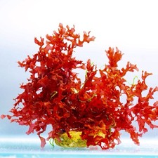 Gracilaria rossa alga usato  Italia
