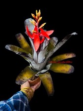 Aechmea chocolate bromeliad for sale  USA