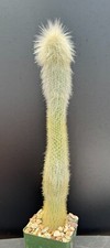 Cleistocactus strausii silver for sale  Marana