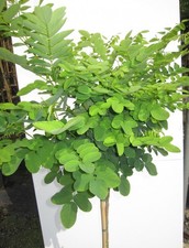 Hochstamm kugelakazie umbracul gebraucht kaufen Hochstamm kugelakazie umbracul gebraucht kaufen  Zetel