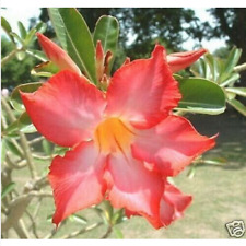 Semi adenium obesum usato  Trappeto