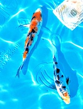 Inches koi live for sale  Vichy