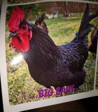 Big bart australorp for sale  Shipping to United Kingdom