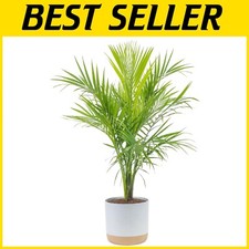 Majesty palm live for sale  Gloucester City