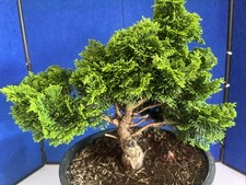 Slow growing dwarf for sale  Grove City