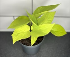 Indoor plant neon for sale  SHEFFIELD