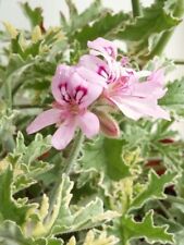 Lady plymouth scented for sale Lady plymouth scented for sale  HARROGATE