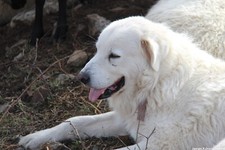 Photo originale chien d'occasion  Villefranche-sur-Saône