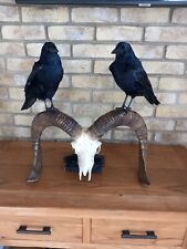 Taxidermy pair carrion for sale  HARTLEPOOL