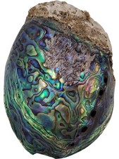 Genuine paua shell for sale  DARTFORD