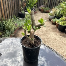 Jade plant crassula for sale  Van Nuys