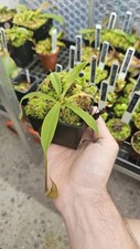 Nepenthes singalana confirmed for sale  THORNTON-CLEVELEYS