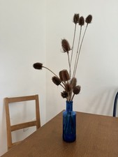 Tall thistle flower for sale  UXBRIDGE