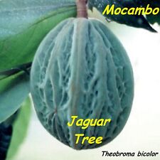 Theobroma bicolor cocoa for sale  Haleiwa