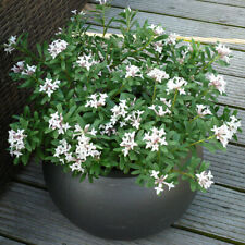 Daphne eternal fragrance for sale  PETERBOROUGH