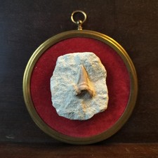 shark tooth for sale shark tooth for sale RYDE