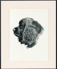 Sussex spaniel old for sale  COLEFORD