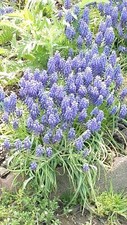 grape hyacinth plants for sale grape hyacinth plants for sale Milan