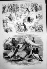 Old prize pigeons for sale Old prize pigeons for sale  UK