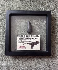Genuine tyrannosaurus rex for sale  Pickerington