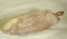 Taxidermy lucky rabbits for sale  Birch Tree