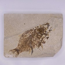 Fossil fish likely for sale  Wapato