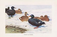 Samtente Melanitta fusca Trauerente Melanitta nigra   Ente  Farbdruck 1911 comprar usado  Enviando para Brazil